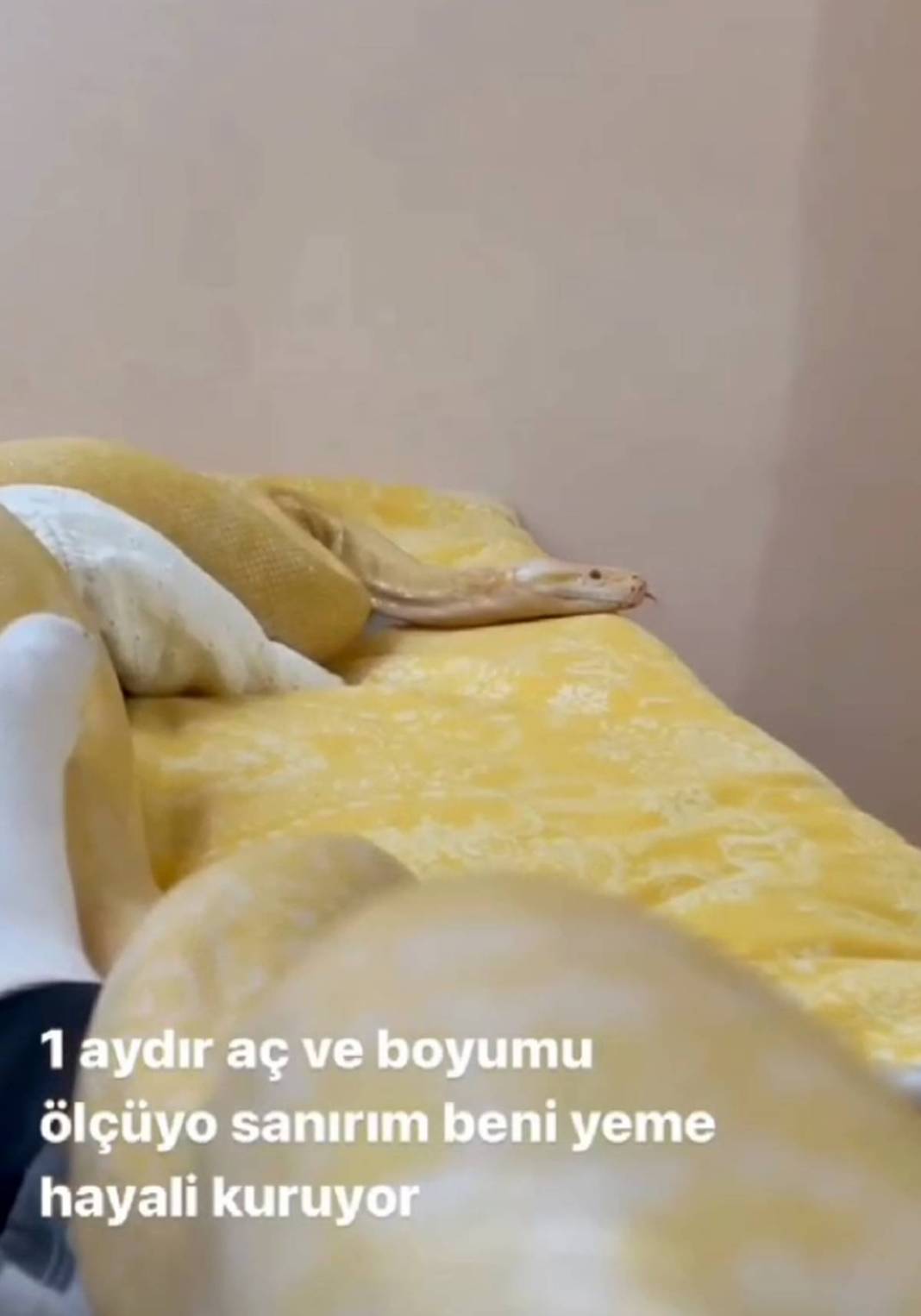 'Sanırım beni yeme hayali kuruyor' paylaşımı sonrası genç kadından şok haber! Eve giren yetkililer küçük dilini yuttu 8